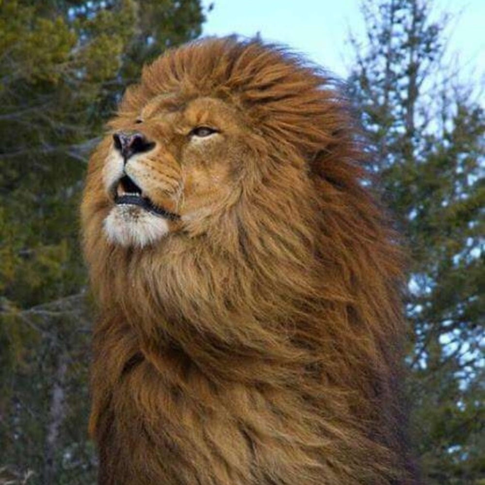 Meet your Posher, Boya